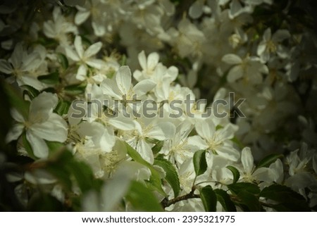 White cherry blossoms in spring. Stock Photo