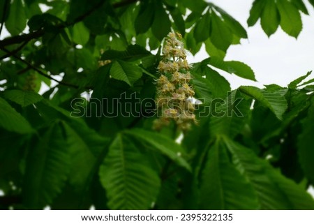 Chestnut flowers at spring time. Stock Photo