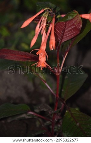 Beautiful Fuchsia Flower in summer. Stock Photo