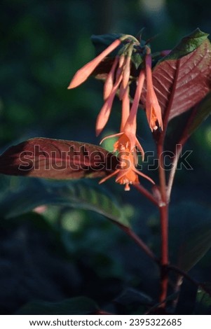 Beautiful Fuchsia Flower in summer. Stock Photo