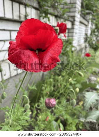 Red poppy on the flower bed near the house. Background with place for text