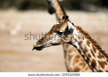 Giraffe in African national park 