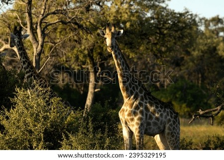 Giraffe in African national park 