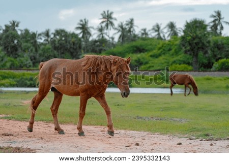 Hinny doney mannar animal horse park
