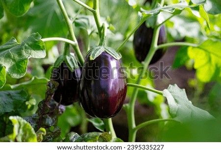 Aubergine eggplant plants in a greenhouse. Royalty-Free Stock Photo #2395335227