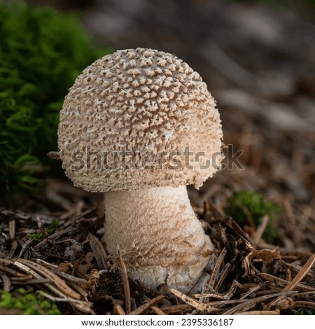 This type of mushroom comes from eastern Russia or Europe