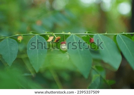 creative layout made of green leaves and nature concept