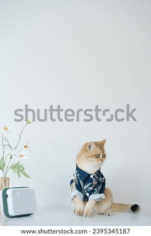 summer and new year travel concept with gold british cat wear beach shirt with white isolate background