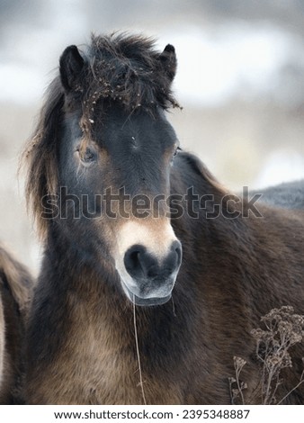 Close up photo of Exmoor pony with snowy background. Detail of head.