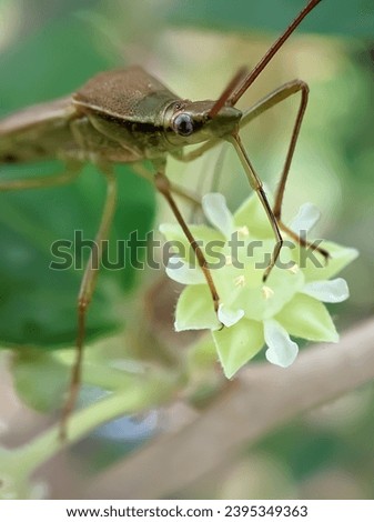 A grasshopper perched on a tree