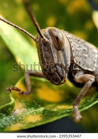 A close-up photo shows a brown grasshopper