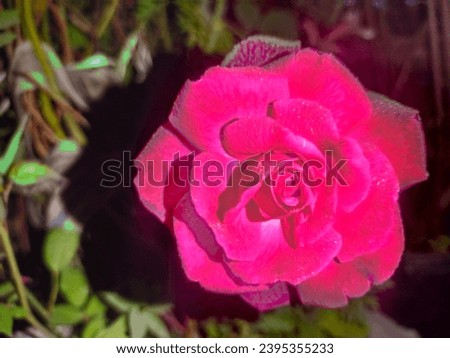 Rose flower close up on a green blurred background,full screen pink rose flower on flowerbed. vertical postcard with blurred background