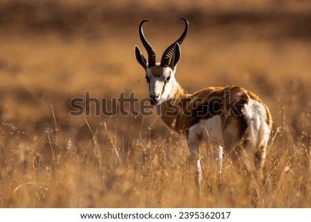 Springbok in Mountain Zebra National Park