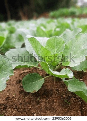 Baby Cabbage plant.close-up. Picture and cabbage growing in the paddy field.