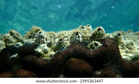 Perforated barnacle (Perforatus perforatus) undersea, Aegean Sea, Greece, Halkidiki Royalty-Free Stock Photo #2395363447