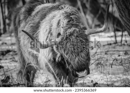 A hairy highland cow walks through a snowy forest landscape. This beautiful cow has long horns and a fluffy face. Snow covers the ground and trees. Black and white photograph.