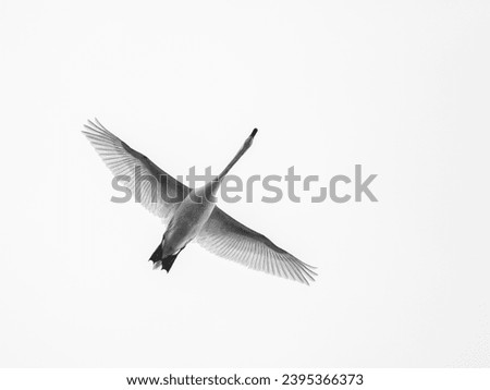 A swan flies above in the sky. Its large white wings fully extended. From below we can see its belly and webbed feet. Black and white photograph. 
