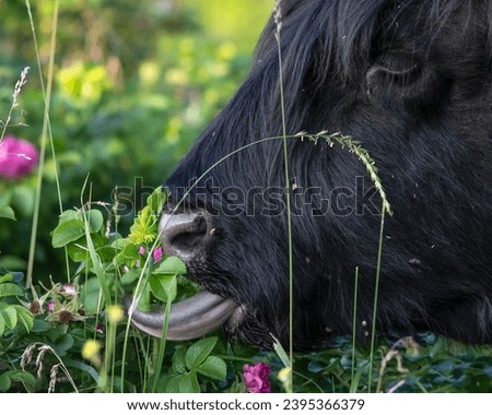 A black highland cow reaches out with her long tongue to eat some fresh flowers and grass. They are plentiful and lush from the Summer warmth. Bright greens, pinks and yellows surround the hairy cow.