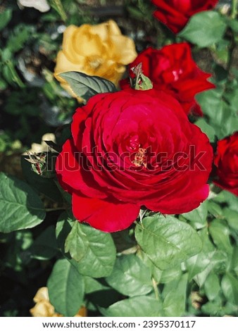 Red roses in the garden of red roses. Blooming Roses on the Bush. Growing roses in the garden. Select and soft focus.