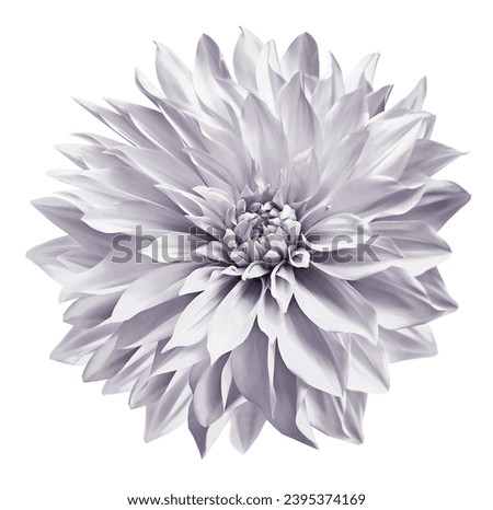 White   dahlia. Flower on a white isolated background with clipping path.  For design.  Closeup.  Nature.