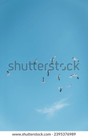 seagulls flying with blue sky at background in Miami, south beach, freedom, summer in Florida Royalty-Free Stock Photo #2395376989