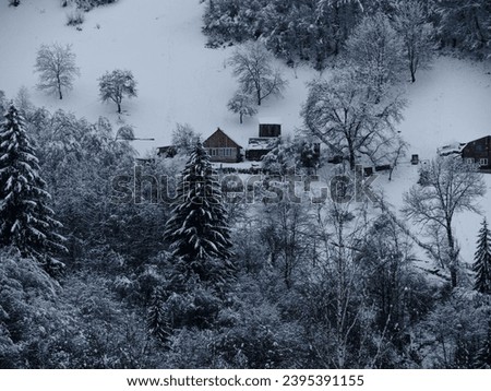 Misty winter Carpathian Mountains view with fog landscape. Snowy spruce pine forest in the Carpathians. Fir trees covered with white snow Scenic wood landscape Village in Transcarpathia Ukraine Europe