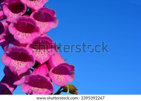 Close up picture of fox gloves against a blue background