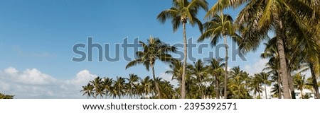 green palm trees growing in modern park with benches against blue sky in Miami, banner Royalty-Free Stock Photo #2395392571