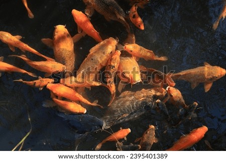 Freshwater goldfish (Cyprinus carpio), a pond full of fish and clean water