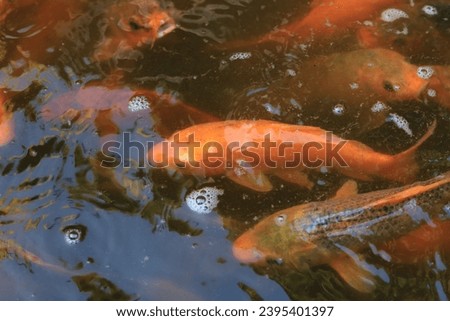 Freshwater goldfish (Cyprinus carpio), a pond full of fish and clean water
