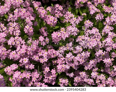 A carpet of lovely little flowers can be seen in hot summer, just by looking at your feet. Pink "Forget-me-not" 