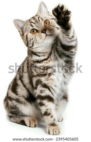 a striped cat, on a white background, is trying to reach something