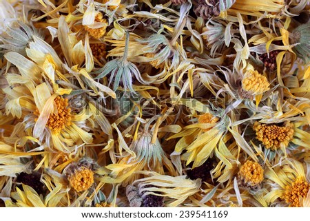 Texture of dry calendula with the bound pattern.