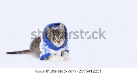 Kitten in winter clothes. Web banner with copy space. Kitten wearing white blue hooded sweater against a light background. Studio portrait of  kitten looks at the camera. Pet. New Year's card
