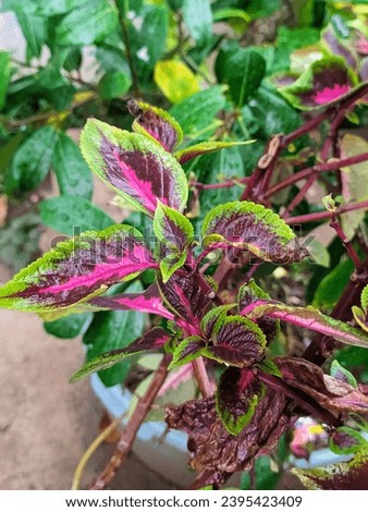 Miana, or Coleus atropurpureus is a shrub plant that can reach 1.5 m in height. The leaves are efficacious as a medicine for hemorrhoids, medicine for boils, medicine for puerperal fever, etc