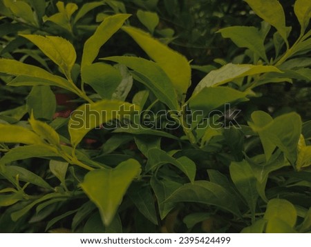 green plant background with low light in rainy season