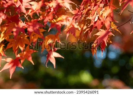 Beautiful maple leaves on the tree in autumn sunny day in Japan.