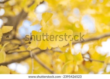 Beautiful yellow ginkgo, gingko biloba tree forest in autumn season in sunny day with sunlight and blue sky.