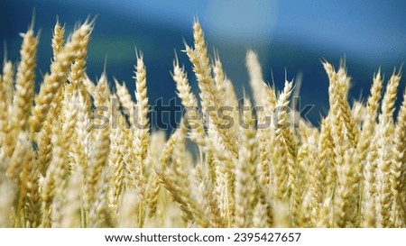 Ripe barley crops in a summer field under a clear sky. Harvested wheat field with ripe barley crop under the summer sky. Ripe barley crops in a summer field under a clear sky. Royalty-Free Stock Photo #2395427657