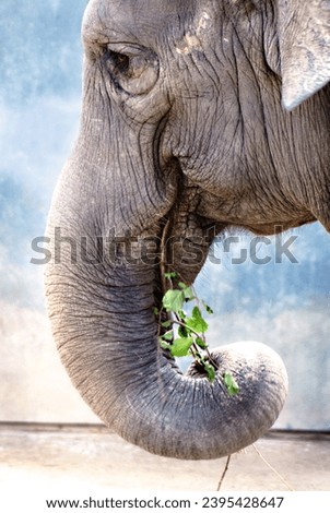 a close up of an elephant eating a leaf