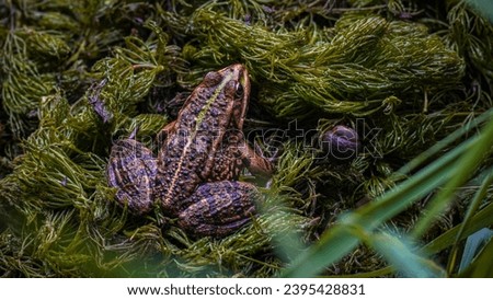Marsh frog (Pelophylax ridibundus) sitting in the moss, Prague, Czech Republic Royalty-Free Stock Photo #2395428831