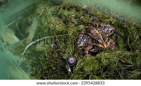 Marsh frog (Pelophylax ridibundus) sitting in the moss, Prague, Czech Republic Royalty-Free Stock Photo #2395428833