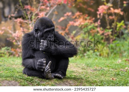 Western gorilla - Gorilla gorilla, iconic large critically endangered ape from African tropical forests, Gabon. Royalty-Free Stock Photo #2395435727