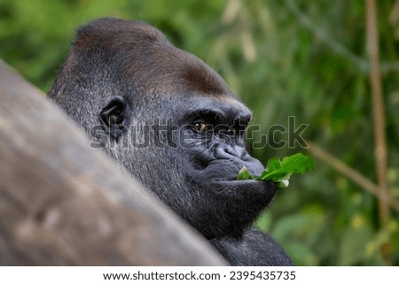 Western gorilla - Gorilla gorilla, iconic large critically endangered ape from African tropical forests, Gabon. Royalty-Free Stock Photo #2395435735