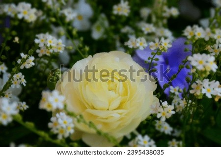 Bouquet of white flowers among wild small flowers. Stock Photo