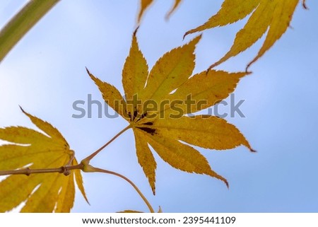 Autumn leaf palm maple with a golden autumn color against the sky.Beautifully colored autumn leaves on a tree. Leaves with a nice symmetrical shape. Royalty-Free Stock Photo #2395441109