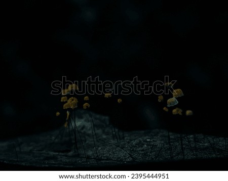 picture of mushrooms in the dark