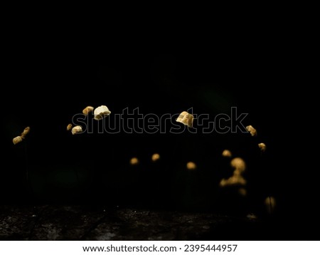 picture of mushrooms in the dark