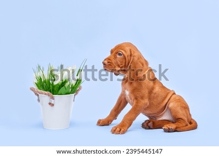 Beautiful portrait of a brown Hungarian Vizsla puppy on a blue isolated background. Content for the site, articles, postcards, holiday greetings.