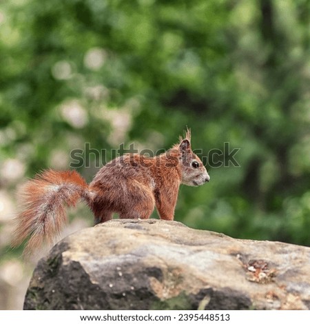 Squirrel is sitting on a piece of rock.